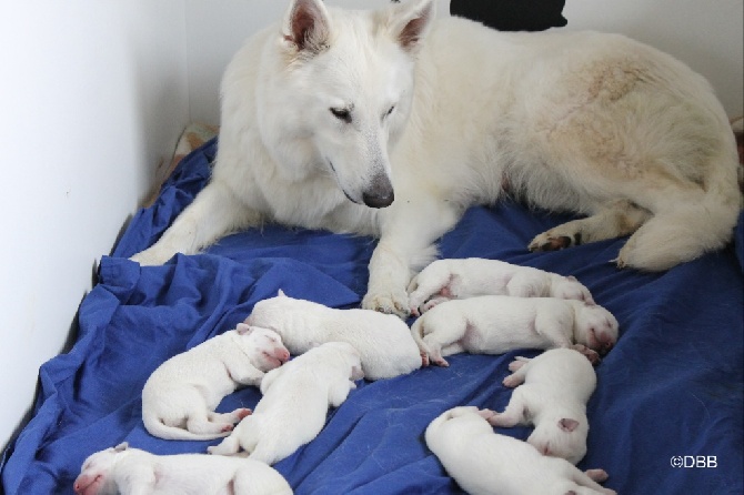 Della Befana Bianca - Bébés de Houka et Tigro 19/07/2014