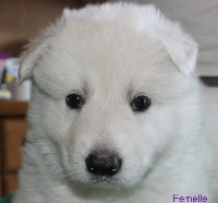 CHIOT