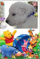 CHIOT