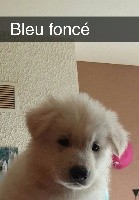CHIOT