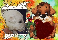 CHIOT