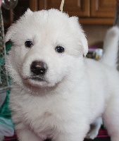CHIOT