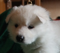 CHIOT