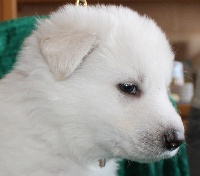 CHIOT