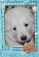 CHIOT
