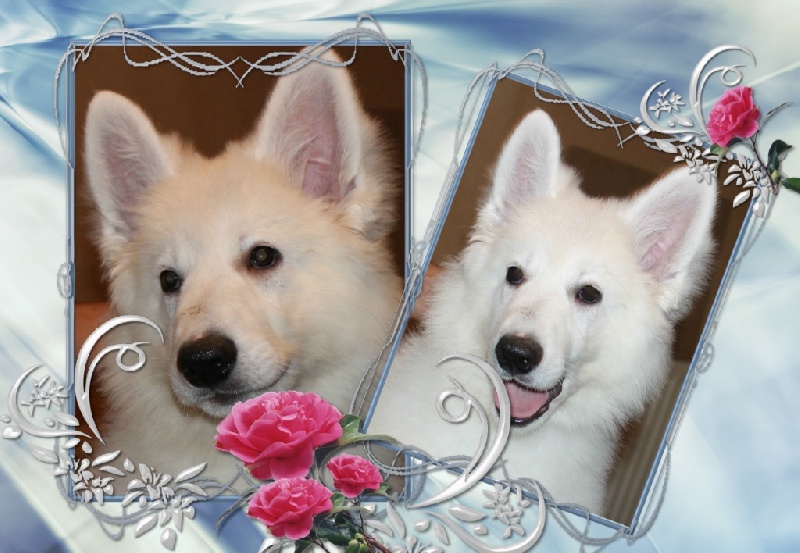 Della Befana Bianca - Berger Blanc Suisse - Portée née le 07/08/2015
